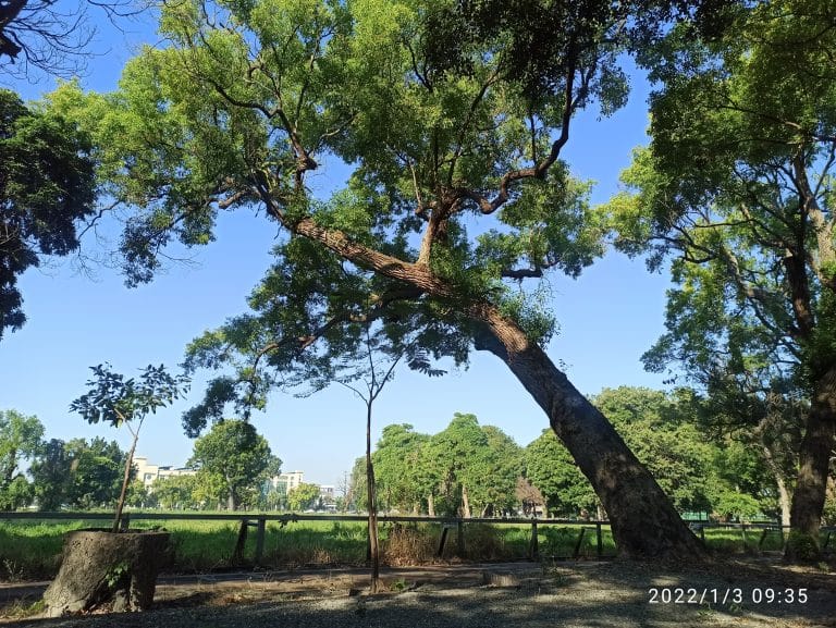 人為因素受傷嚴重的樹木