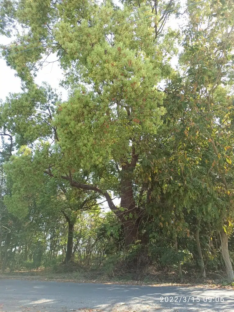 D15樟樹
