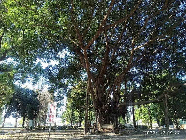 建議彰化縣政府納管的樹木