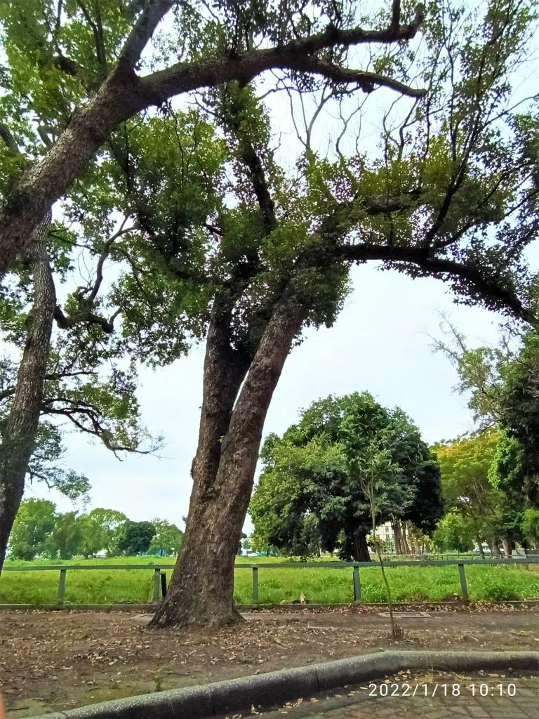 E04樟樹