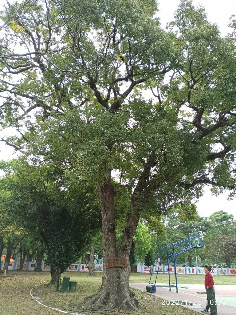 E18樟樹