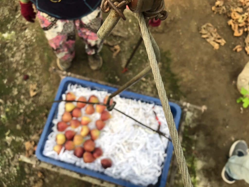 陳阿束