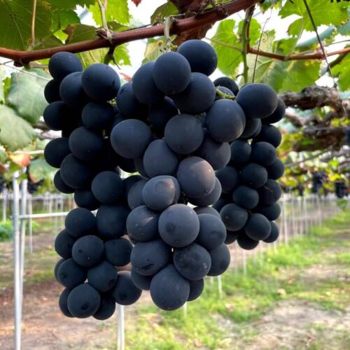 聚甜 ‧ 溫室巨峰葡萄